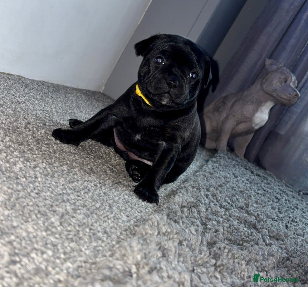 Staffordshire Bull Terrier dogs for sale: Floyd & Sky - Advert 5