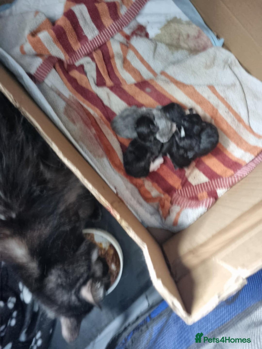 Mixed Breed cats for sale: Maine coon cross  - Image 5