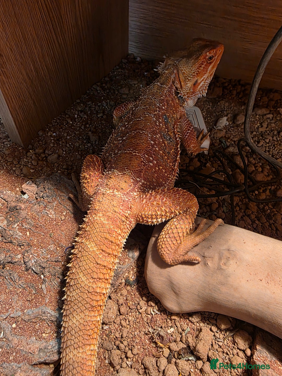 Bearded Dragon reptiles for sale: Hypo Red leatherback bearded dragon for rehoming - Image 7
