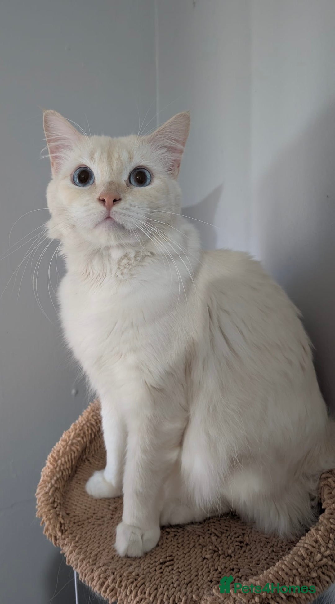 Ragdoll cats for stud: Handsome Genetically Tested Flame-Point for Stud - Advert 6