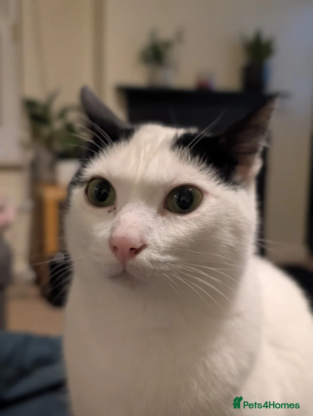 Mixed Breed cats for adoption: Mandy is looking for a loving, happy home - Advert 2