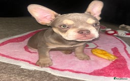 French Bulldog dogs for sale: 🐾 Adorable French Bulldog Puppy – Mugsy - Image 5