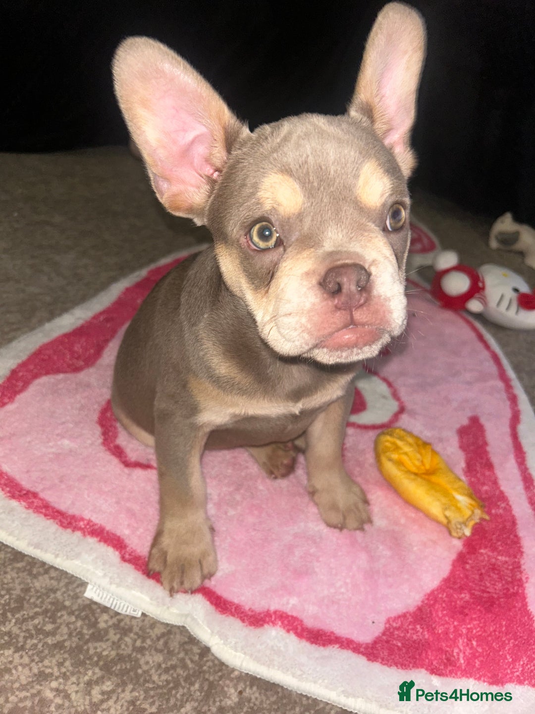French Bulldog dogs for sale: 🐾 Adorable French Bulldog Puppy – Mugsy - Image 5
