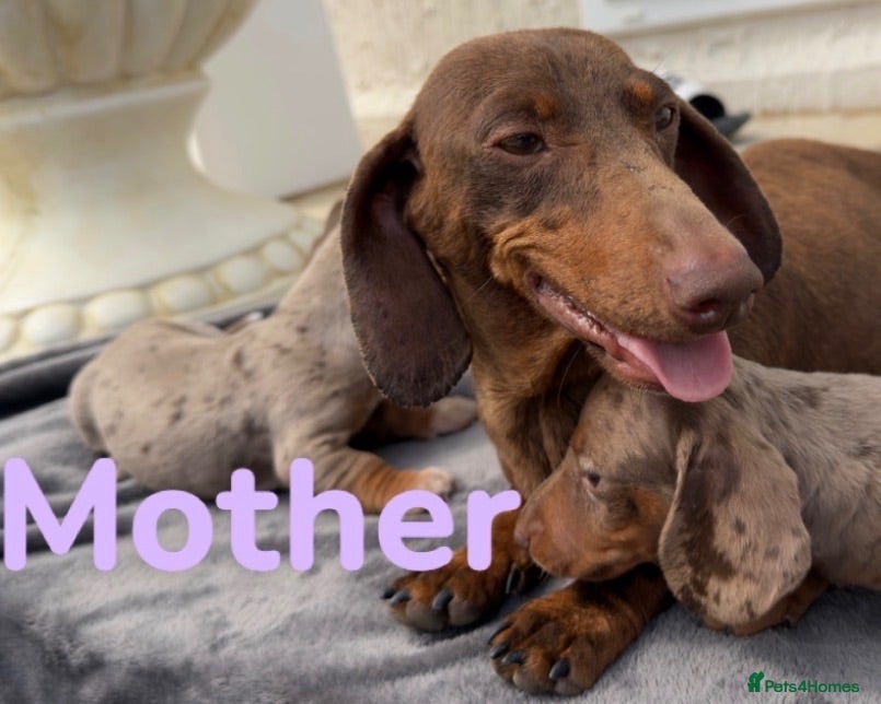 Miniature Dachshund dogs Miniature dachshund  - Advert 1