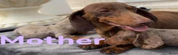 Miniature Dachshund dogs for sale: Miniature dachshund  in Weston-super-Mare - Advert 1