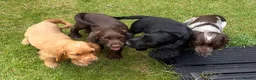 Cocker Spaniel dogs for sale: *Beautiful Litter Of Cockerspaniels* in Carnforth - Advert 17