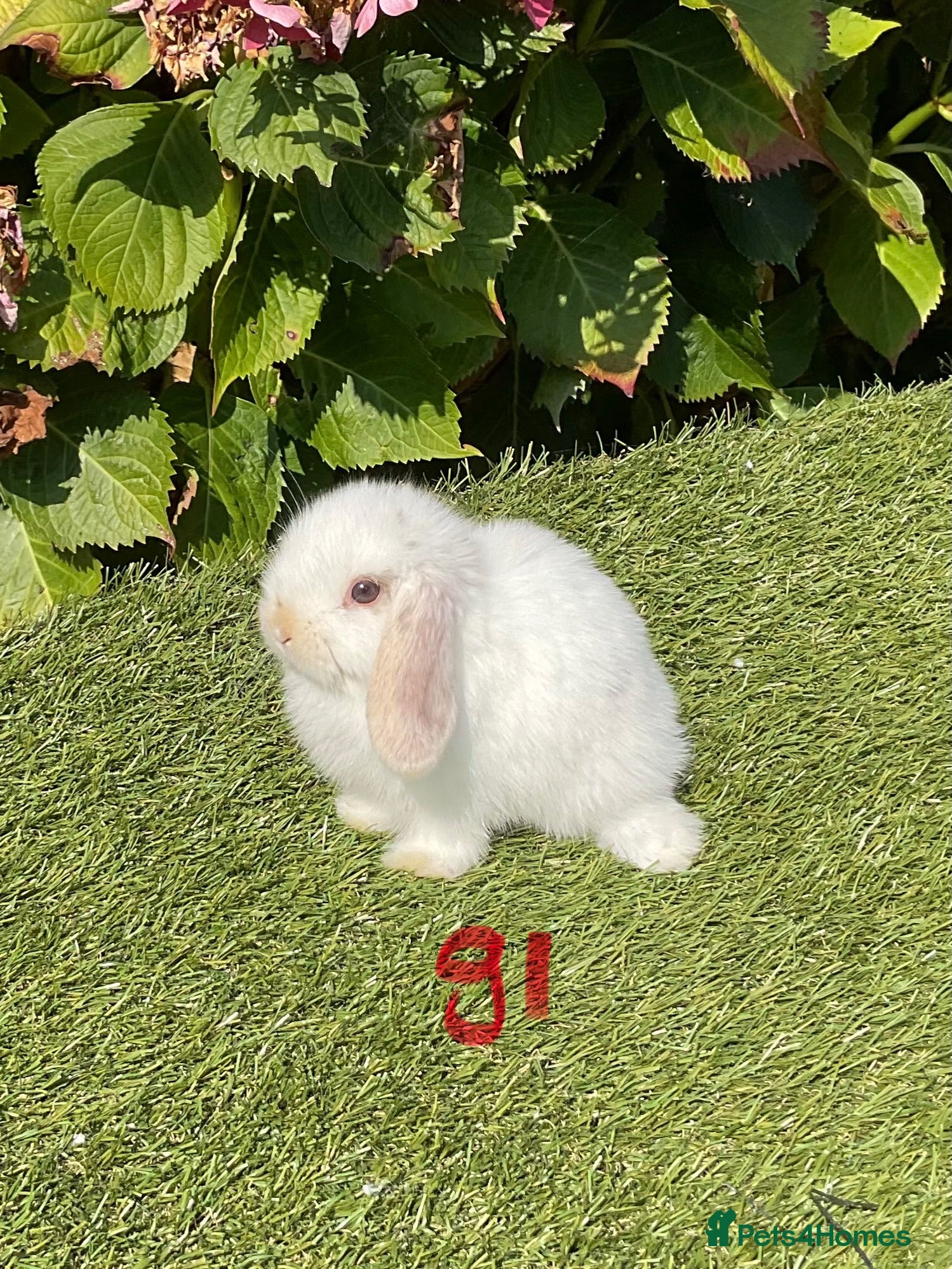 Mini Lop rabbits Pure bred mini lops . - Advert 2