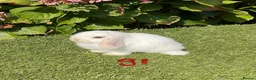 Mini Lop rabbits for sale: Pure bred mini lops . - Advert 12