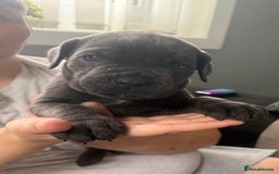 Cane Corso dogs for sale: Beautiful Cane Corso puppies for sale  - Image 4