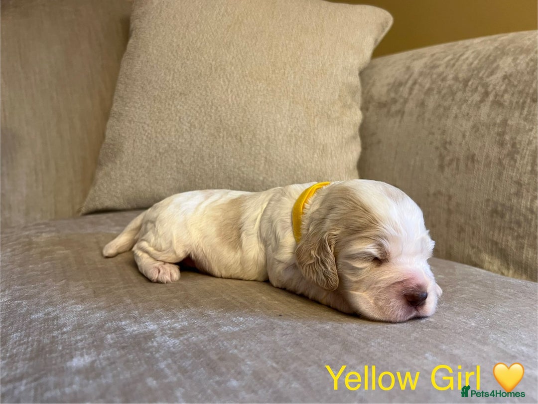 Cocker Spaniel dogs for sale: Show Cocker Spaniel Puppies For Sale - Image 6