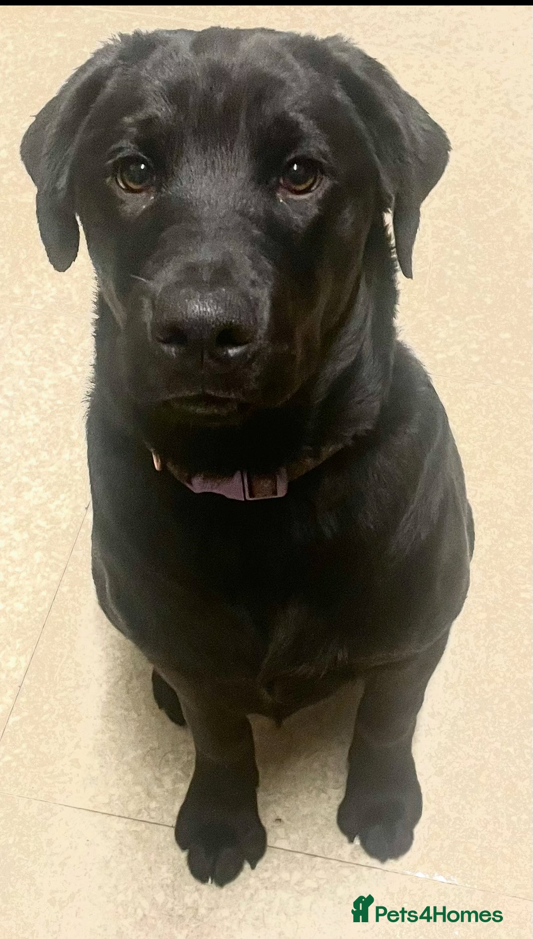 Mixed Breed dogs for sale: 2 beautiful nearly 6 month girls  - Advert 20