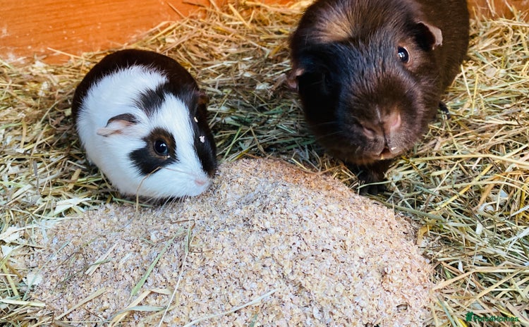 Guinea Pig rodents Father and son guinepig pair chocolate  - Advert 1