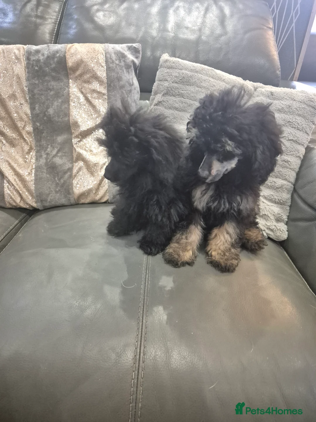 Toy Poodle dogs for sale: Poodle boys (toy x aisan) - Advert 12