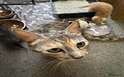 Bengal cats for sale: Bengal Mixed Litter - 2 Ginger & 1 Blue/Grey - Image 12