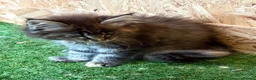 Maine Coon cats for sale: Main coon kittens  - Advert 4