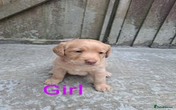Labradoodle dogs for sale: Labradoodle puppies  - Image 15