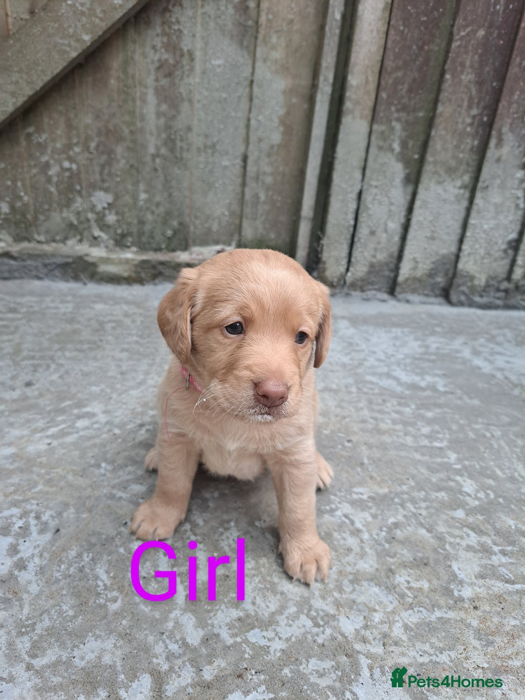 Labradoodle dogs for sale: Labradoodle puppies  - Image 15