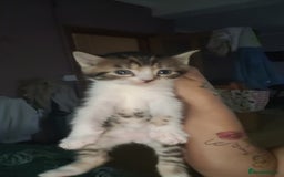 Mixed Breed cats for sale: Beautiful mixed kittens 2 boys 2 girl - Image 3