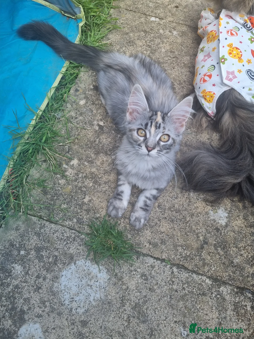 Maine Coon cats for sale: Exceptional GCCF maine coons - Advert 1