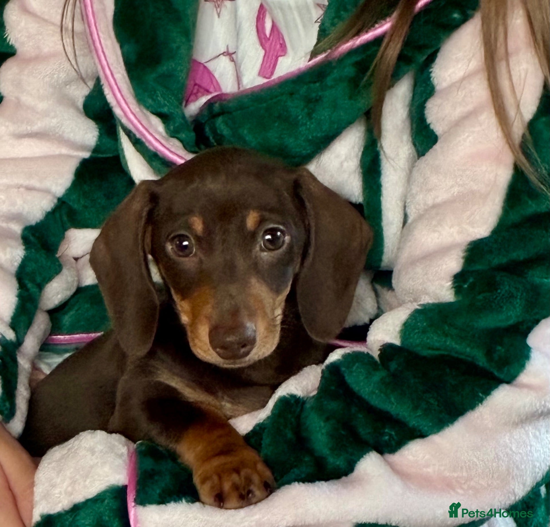 Miniature Dachshund dogs Gorgeous Miniature Dachshund Boy - Advert 1