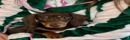 Miniature Dachshund dogs for sale: Gorgeous Miniature Dachshund Boy - Advert 1
