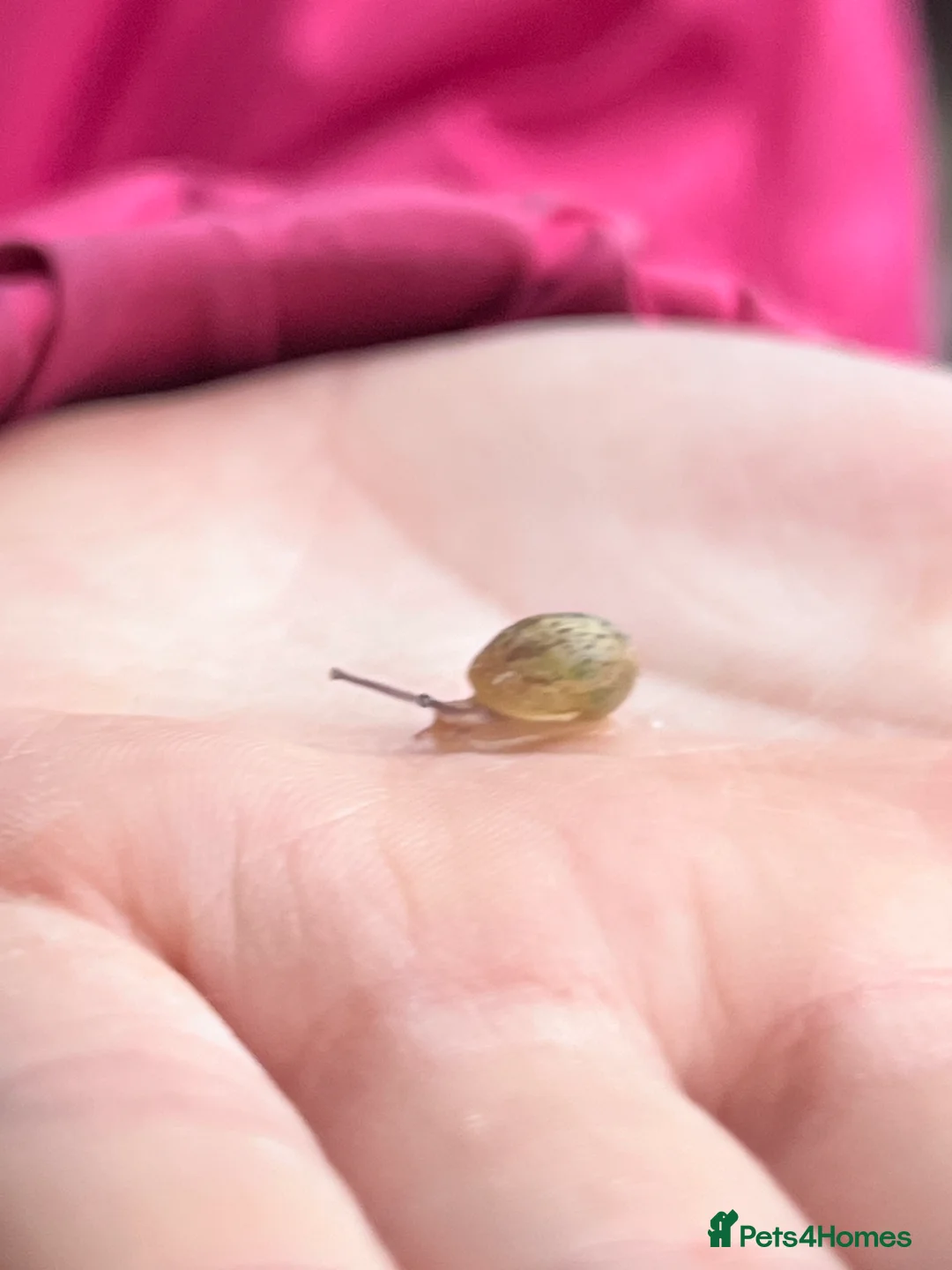 Snails invertebrates for sale: Baby Captive bred garden snails - Advert 3