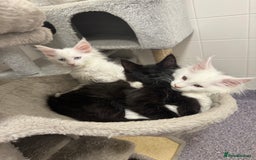 Maine Coon cats for sale: 2 Mainecoon pedigree kitten - Image 39