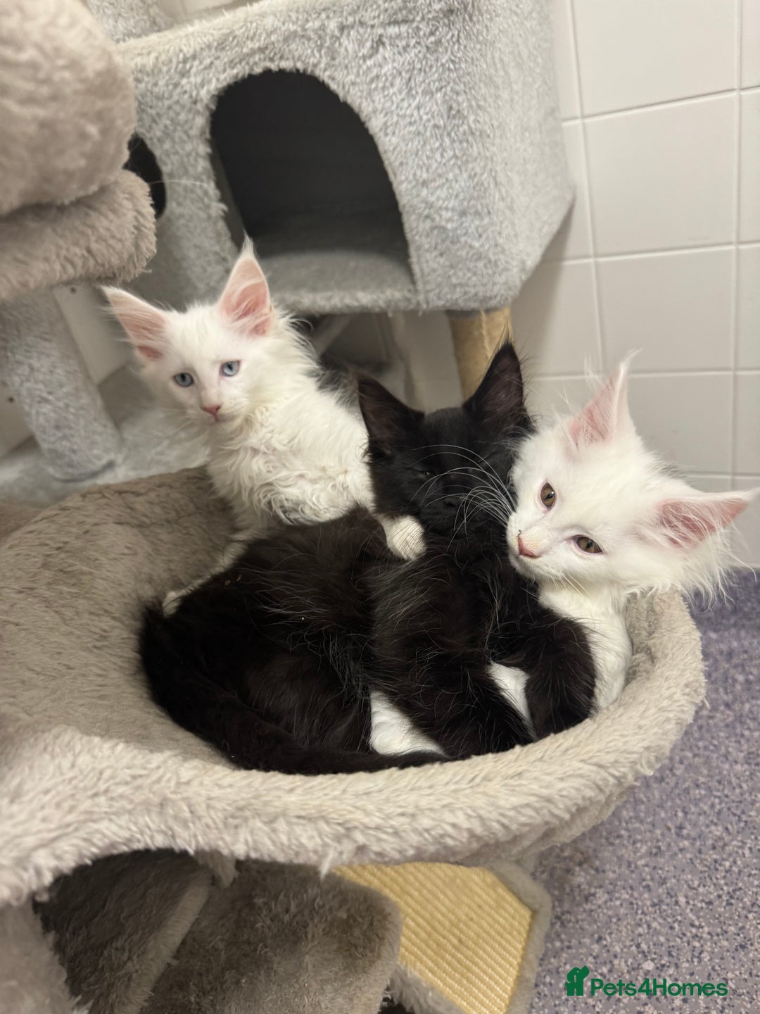 Maine Coon cats for sale: 2 Mainecoon pedigree kitten - Image 39