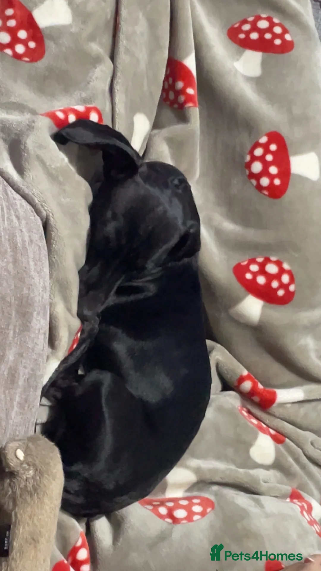 Dachshund dogs for stud: Looking for a stud - Advert 2
