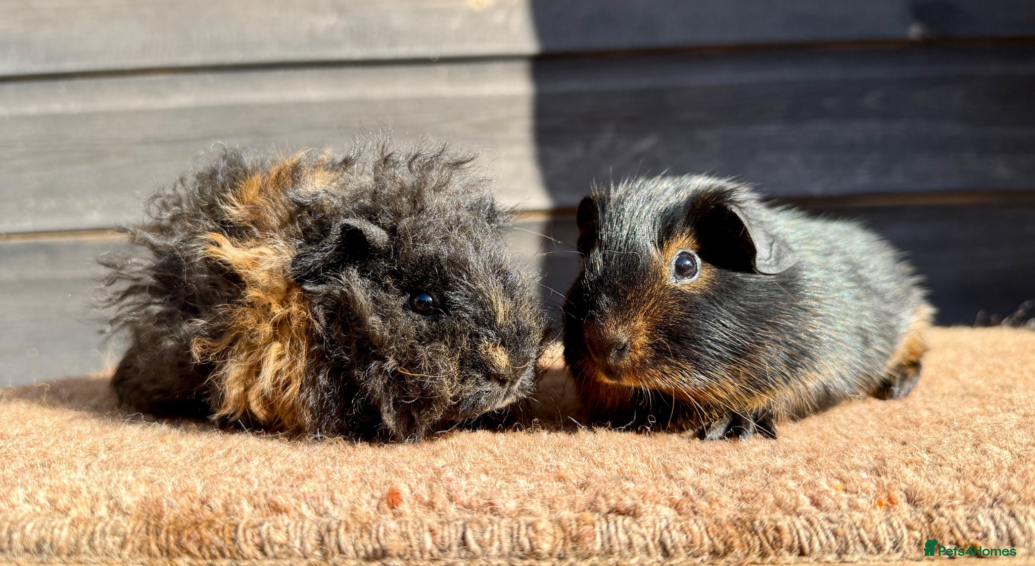 Guinea Pig rodents Boars - Various Breeds  - Advert 19