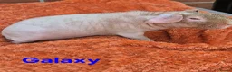 Guinea Pig rodents for sale: Male/Female guinea pigs  - Advert 9