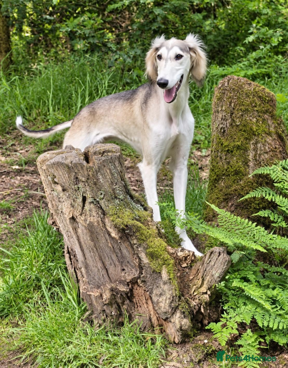 Saluki dogs Saluki DOG pup, KC REG - Advert 2