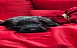 German Shepherd dogs for sale: BOTH PARENTS ARE ALL DNA TESTS CLEAR  - Image 2