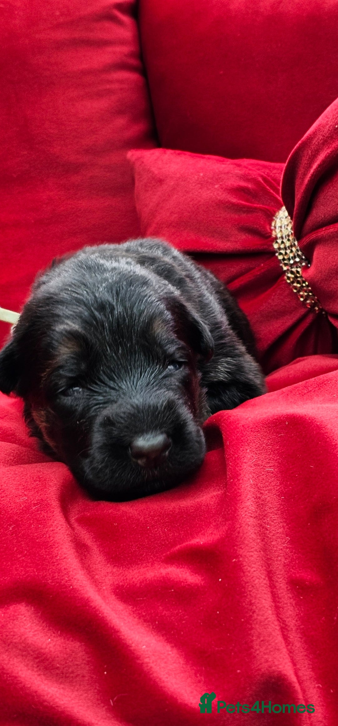 German Shepherd dogs for sale: BOTH PARENTS ARE ALL DNA TESTS CLEAR  - Image 2