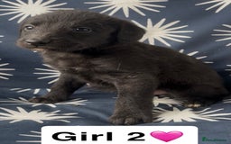Mixed Breed dogs for sale: Bedlington whippet puppies - Image 11