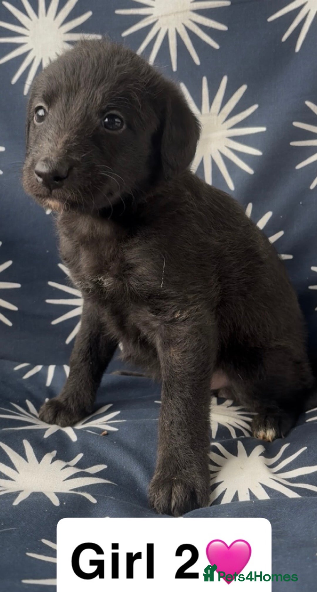 Mixed Breed dogs for sale: Bedlington whippet puppies - Image 11