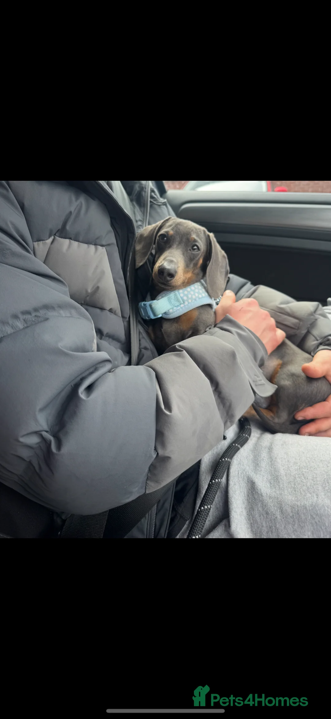 Miniature Dachshund dogs for stud: Blue smooth haired miniature dachshund for stud - Advert 4