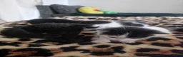 Mixed Breed cats for sale: Beautiful Black & White Kittens Looking for Homes - Advert 13