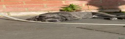 Cane Corso dogs for sale: Cane Corso male  in Swindon - Advert 4