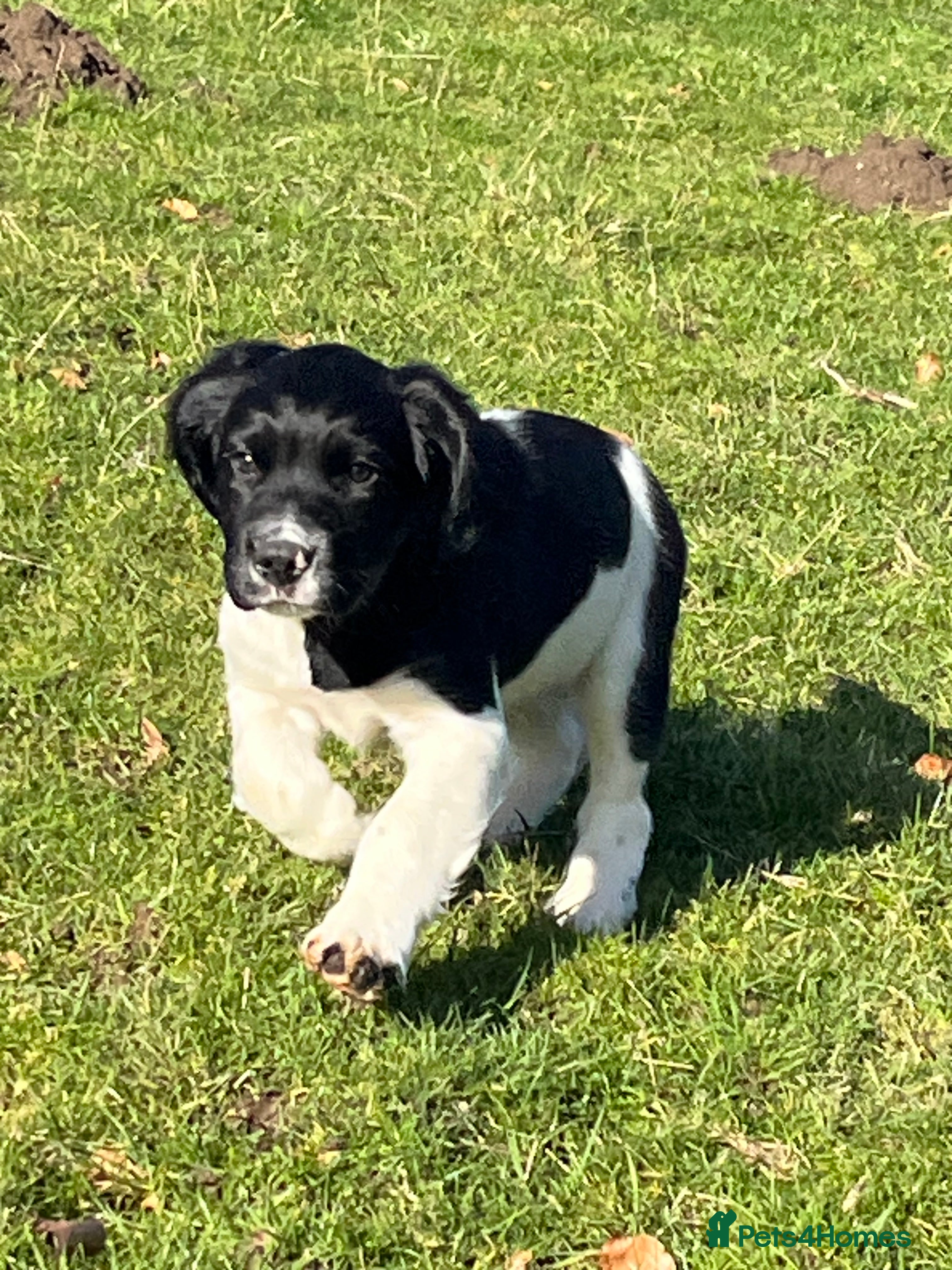 English Springer Spaniel dogs Black and White Springer Male in Macclesfield - Advert 3