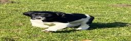 English Springer Spaniel dogs for sale: Black and White Springer Male in Macclesfield - Advert 1