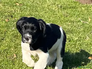 English Springer Spaniel dogs Black and White Springer Male in Macclesfield - Advert 4