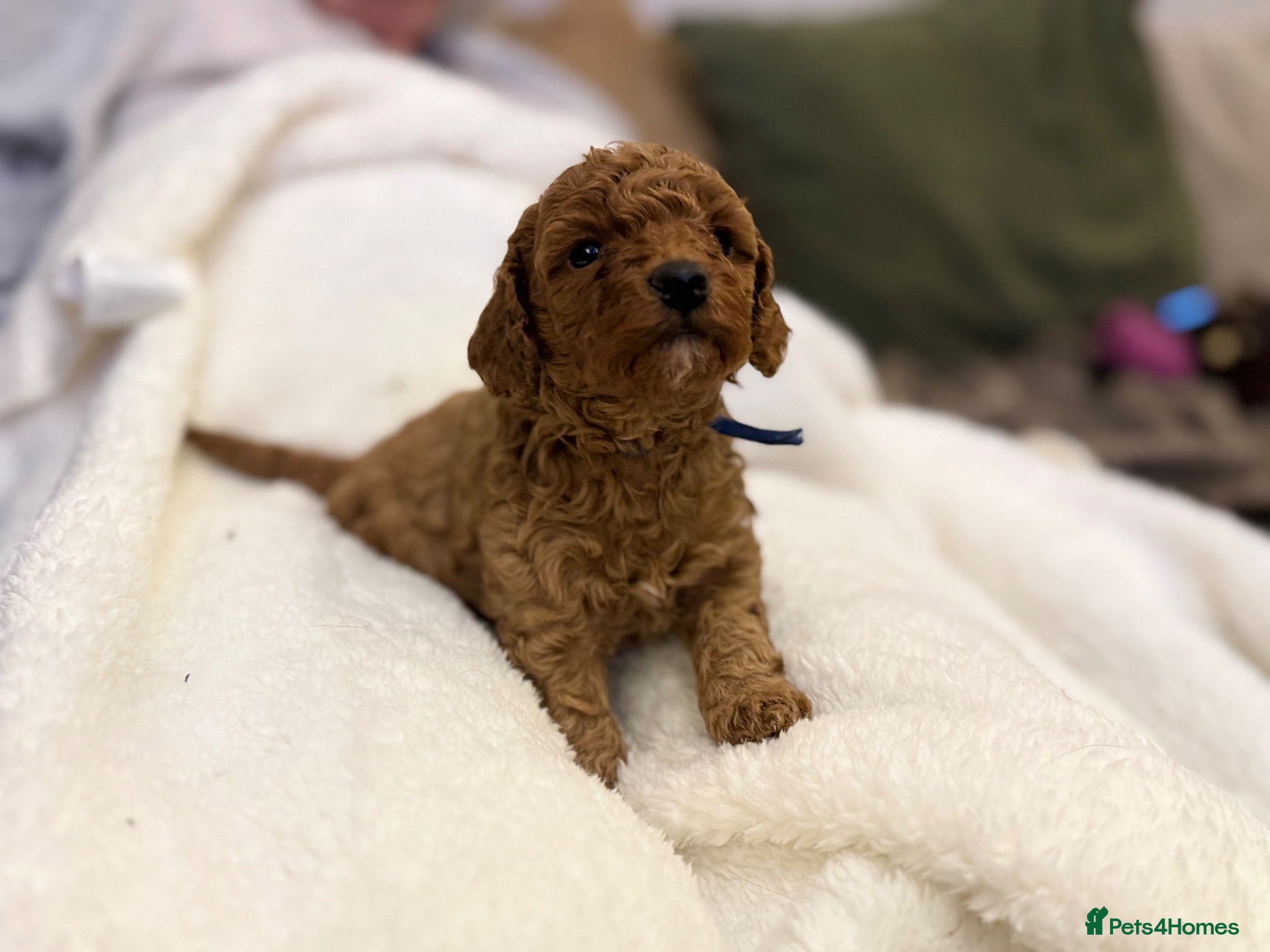 Toy Poodle dogs GORGEOUS RED TOY POODLE PUPPIES FOR SALE  - Advert 1