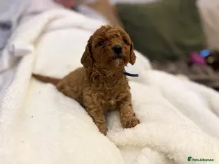 Toy Poodle dogs GORGEOUS RED TOY POODLE PUPPIES FOR SALE - Advert 1