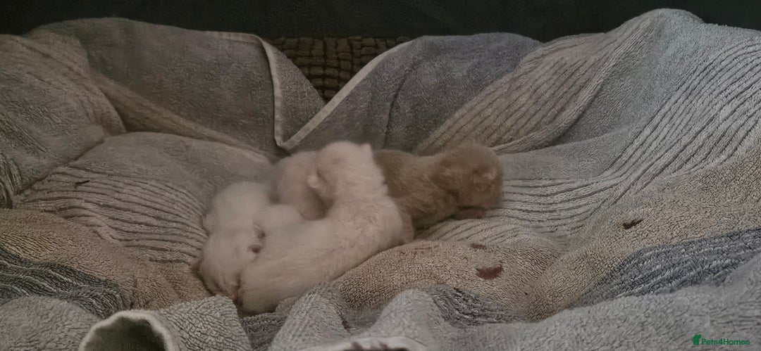 Mixed Breed cats for sale: £350.00 each Scottish straight cross kittens - Image 6