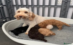 Cockapoo dogs for sale: Cockapoo puppies  - Image 15