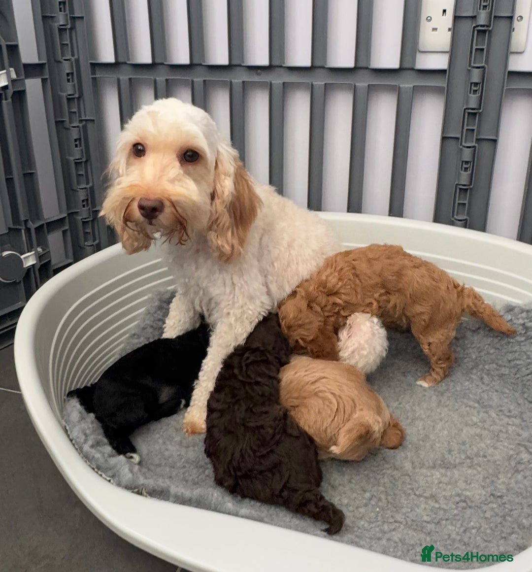 Cockapoo dogs for sale: Cockapoo puppies  - Image 15