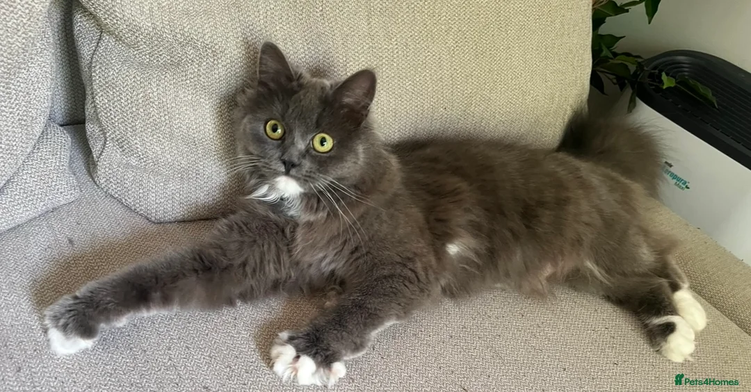 Mixed Breed cats for sale: Beautiful Persian Cross Kittens  - Advert 2