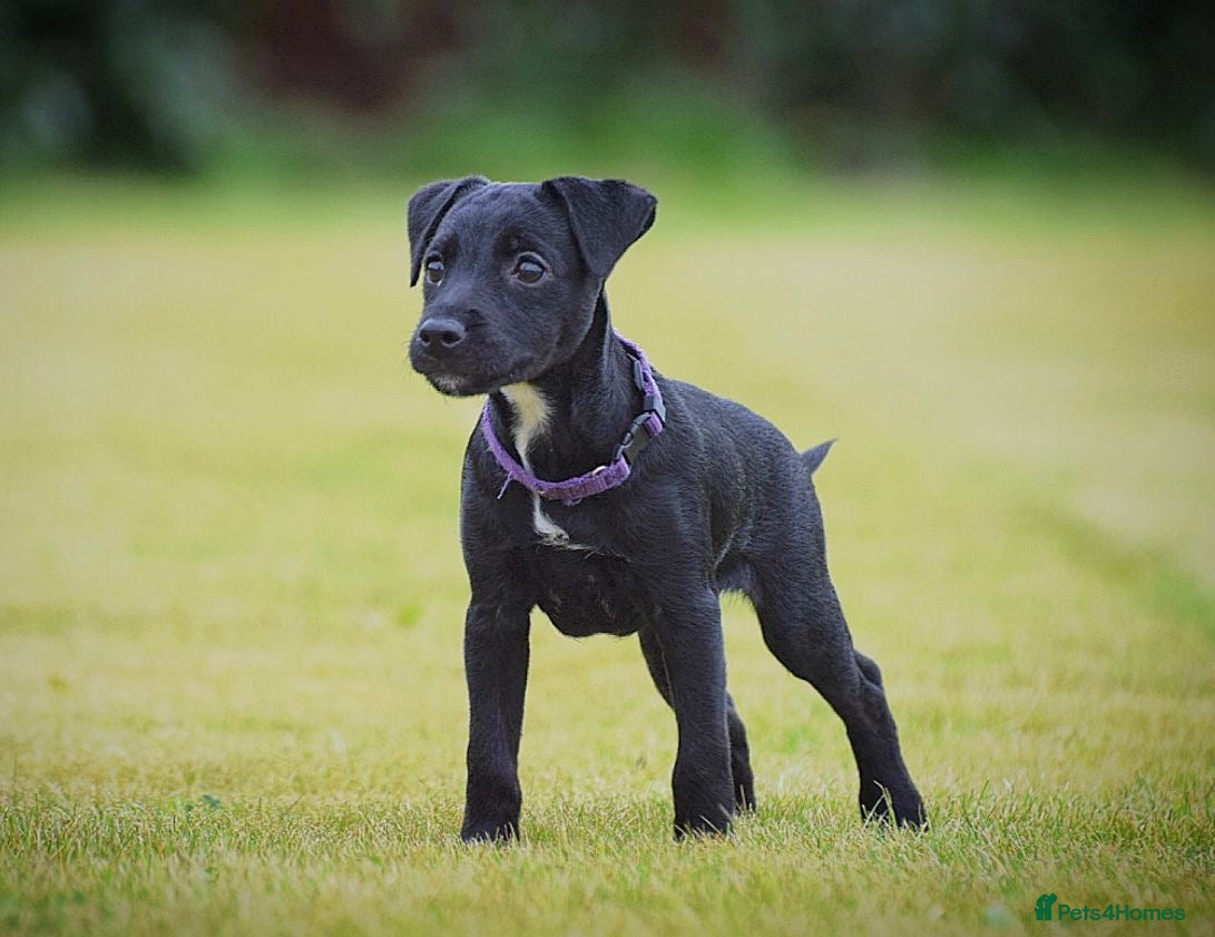 Patterjack dogs Last girl READY NOW! 5⭐️licensed breeders - Advert 9