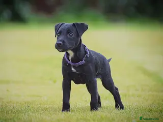 Patterjack dogs Last girl READY NOW! 5⭐️licensed breeders - Advert 9